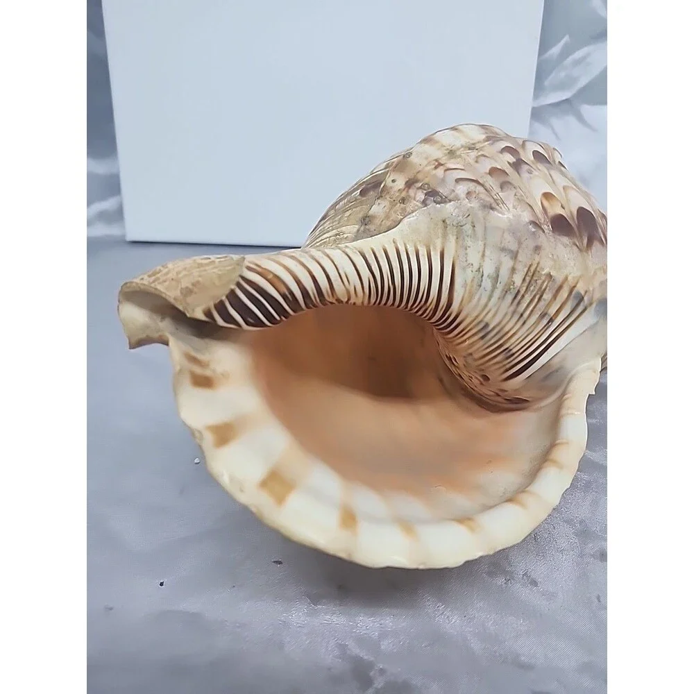 Trumpet Triton Charonia Tritonis Shell Conch XL 12” - Picture 7 of 9